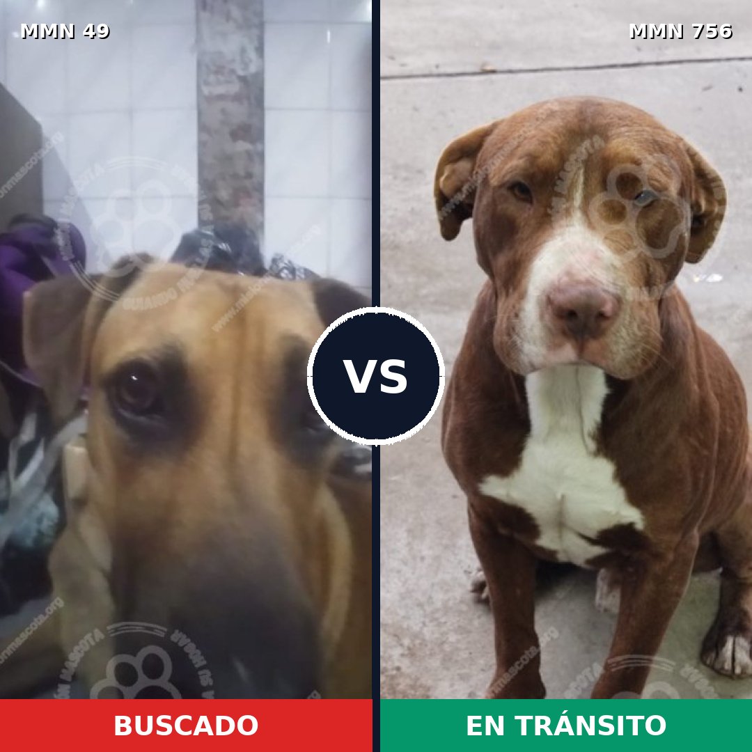 Comparativa MMS 12056: mascota perdida y mascota encontrada, 44% de similitud