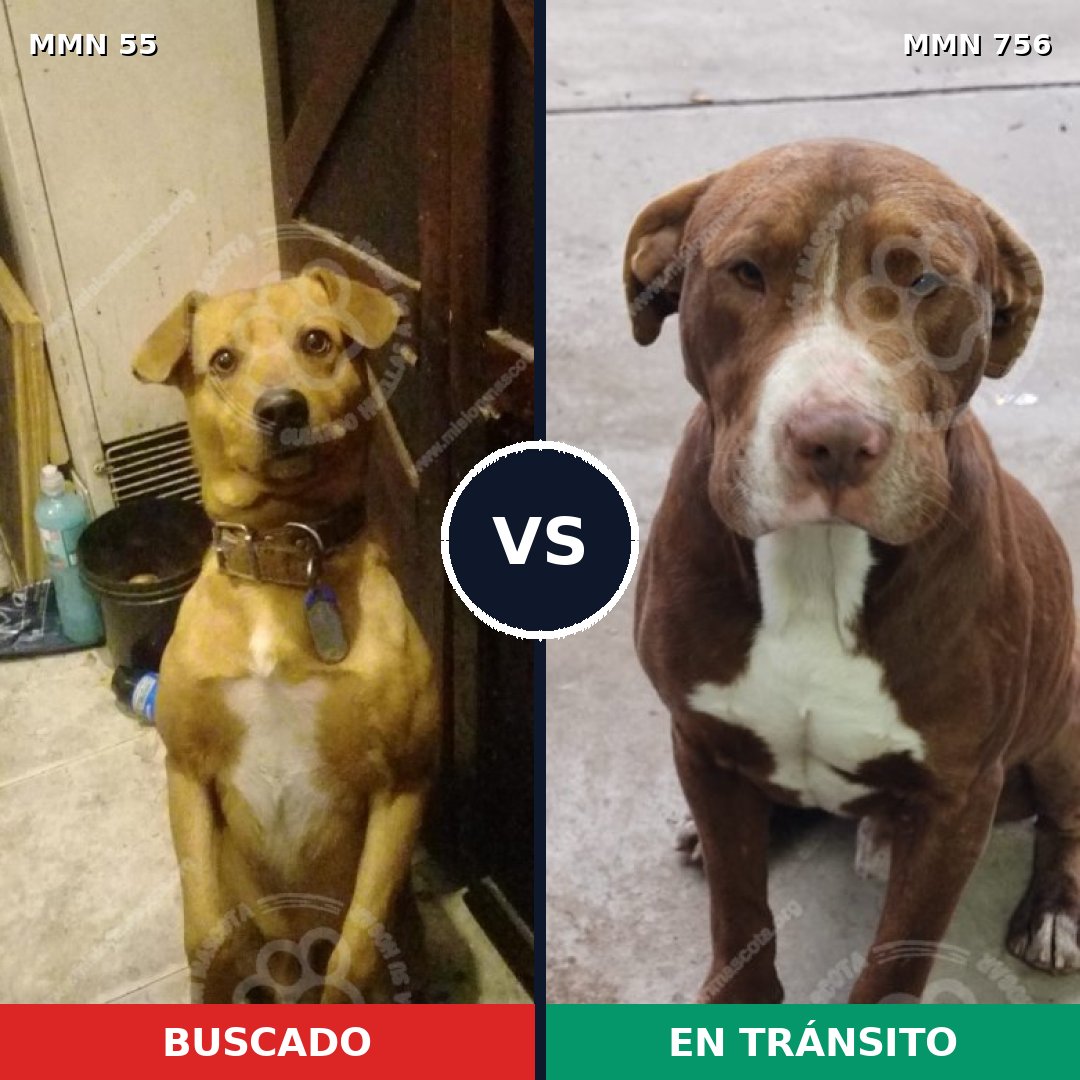 Comparativa MMS 12057: mascota perdida y mascota encontrada, 37% de similitud