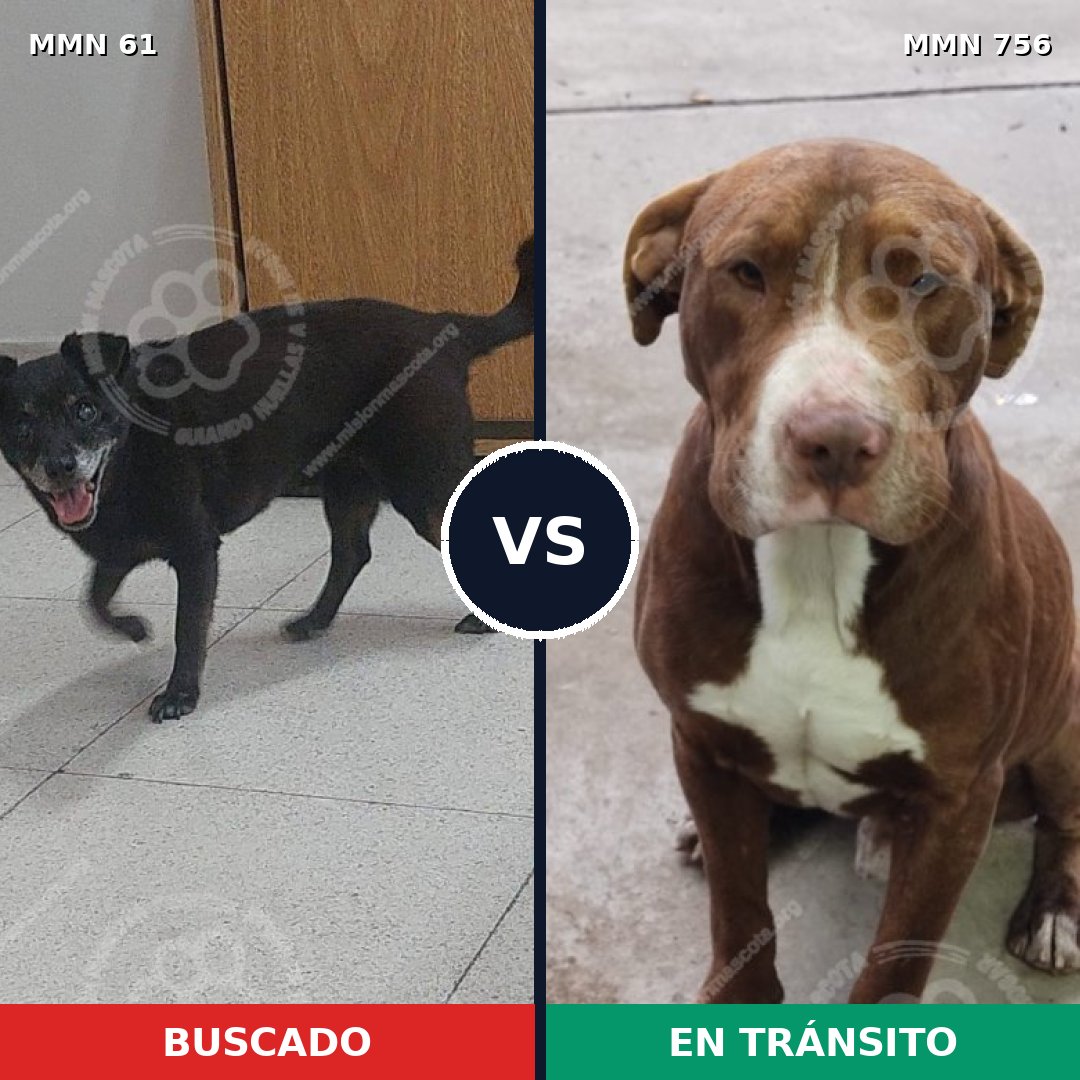 Comparativa MMS 12058: mascota perdida y mascota encontrada, 29% de similitud