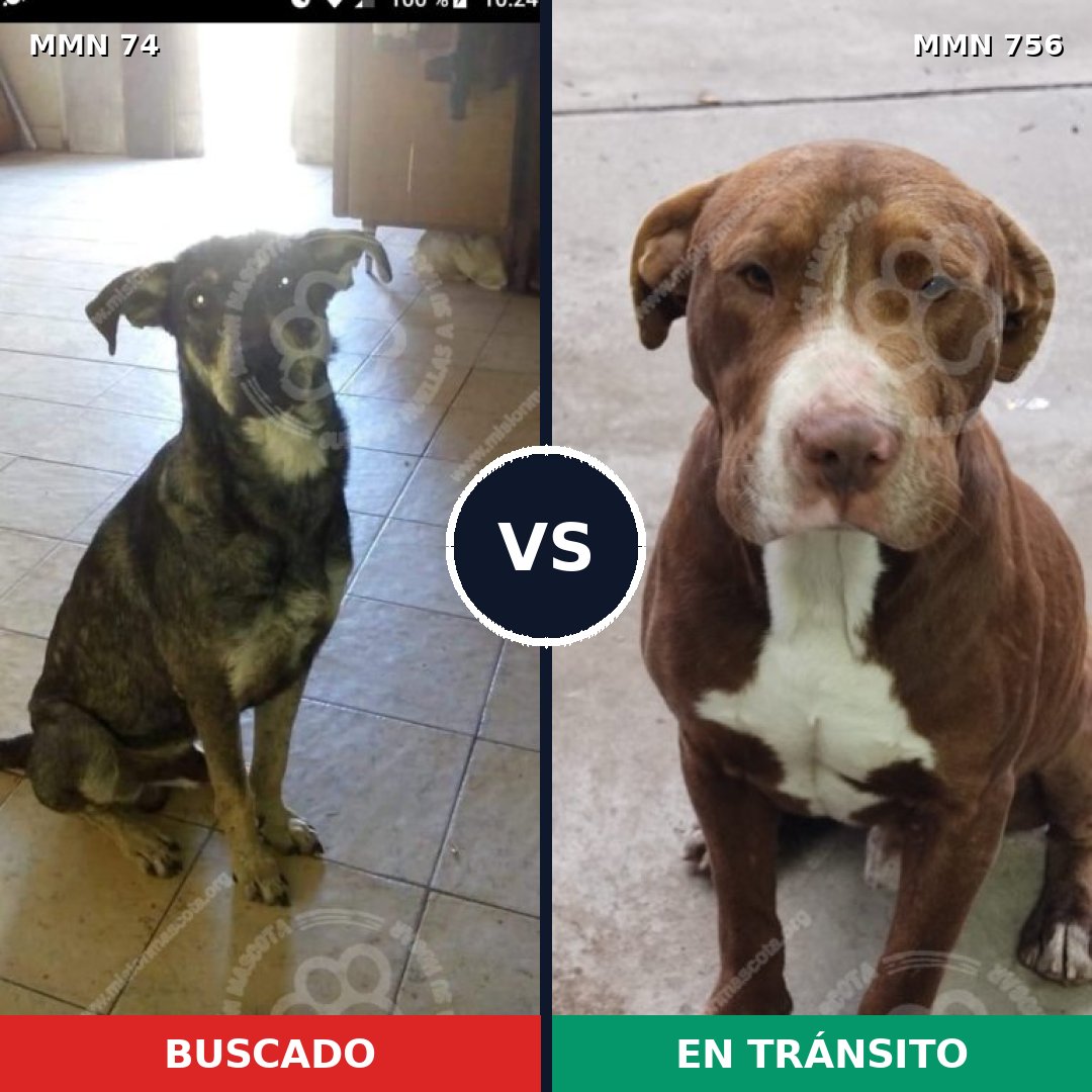 Comparativa MMS 12059: mascota perdida y mascota encontrada, 42% de similitud