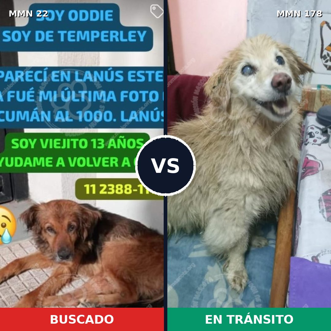 Comparativa MMS 1206: mascota perdida y mascota encontrada, 72% de similitud