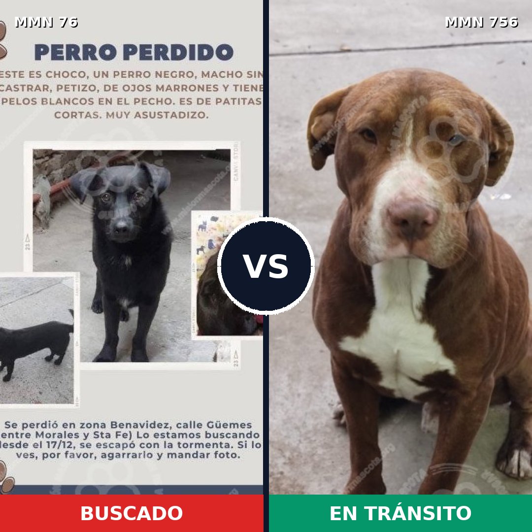Comparativa MMS 12060: mascota perdida y mascota encontrada, 29% de similitud