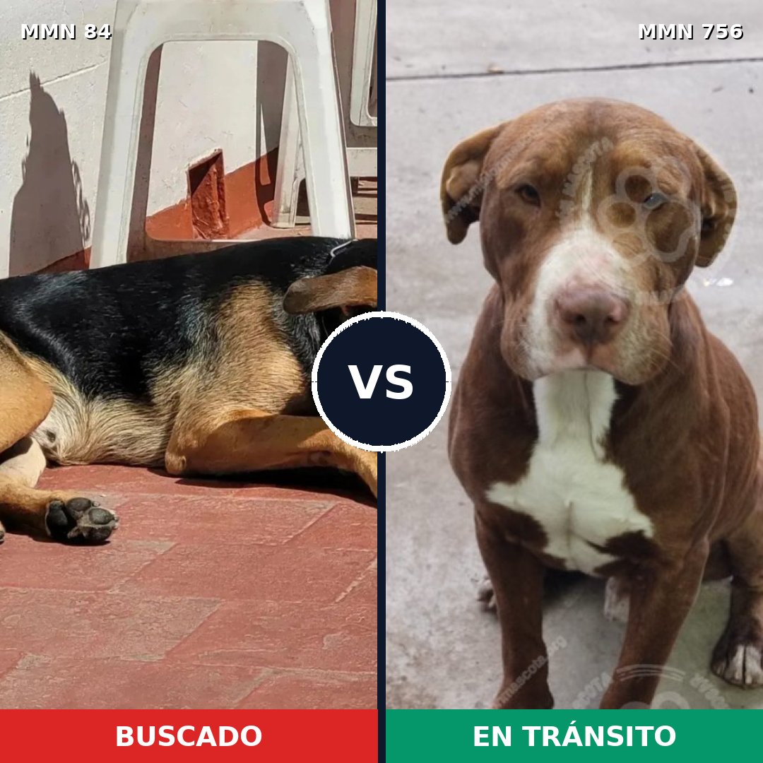 Comparativa MMS 12061: mascota perdida y mascota encontrada, 46% de similitud