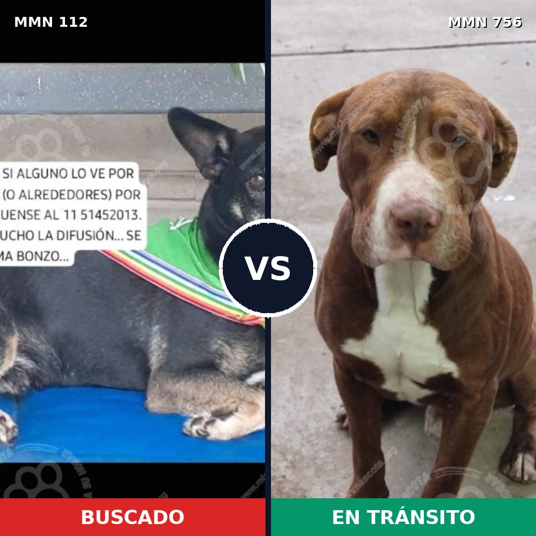 Comparativa MMS 12062: mascota perdida y mascota encontrada, 33% de similitud
