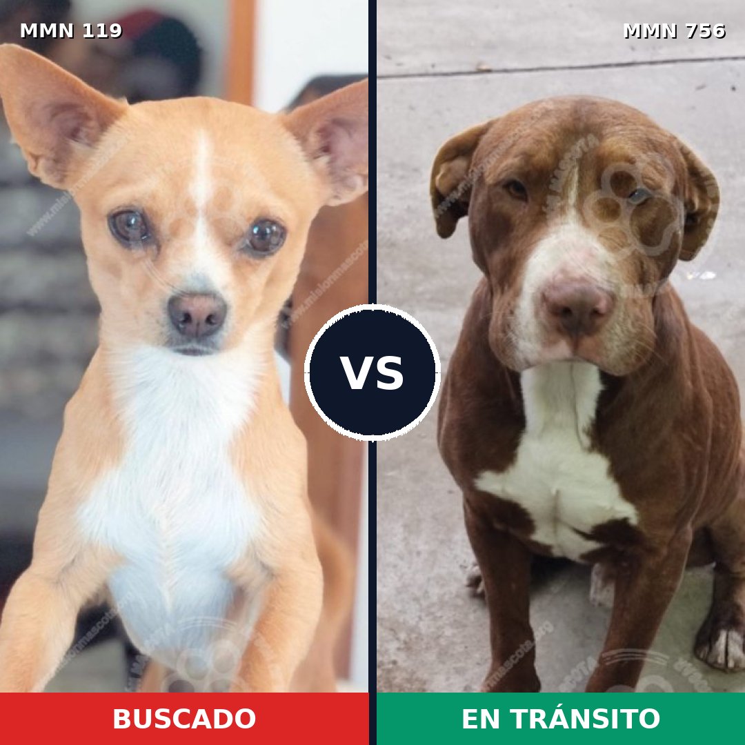 Comparativa MMS 12063: mascota perdida y mascota encontrada, 22% de similitud