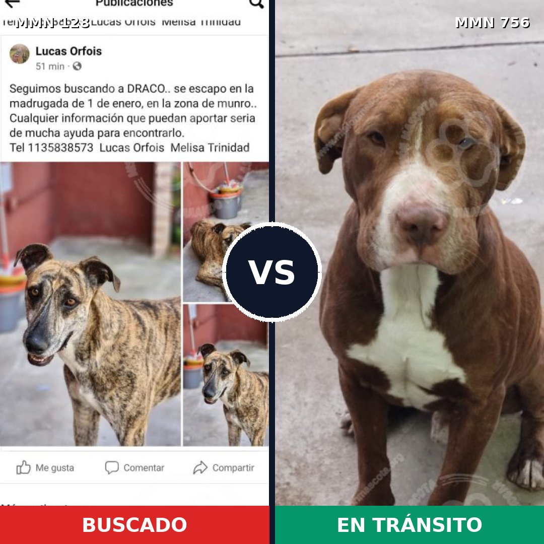 Comparativa MMS 12064: mascota perdida y mascota encontrada, 46% de similitud