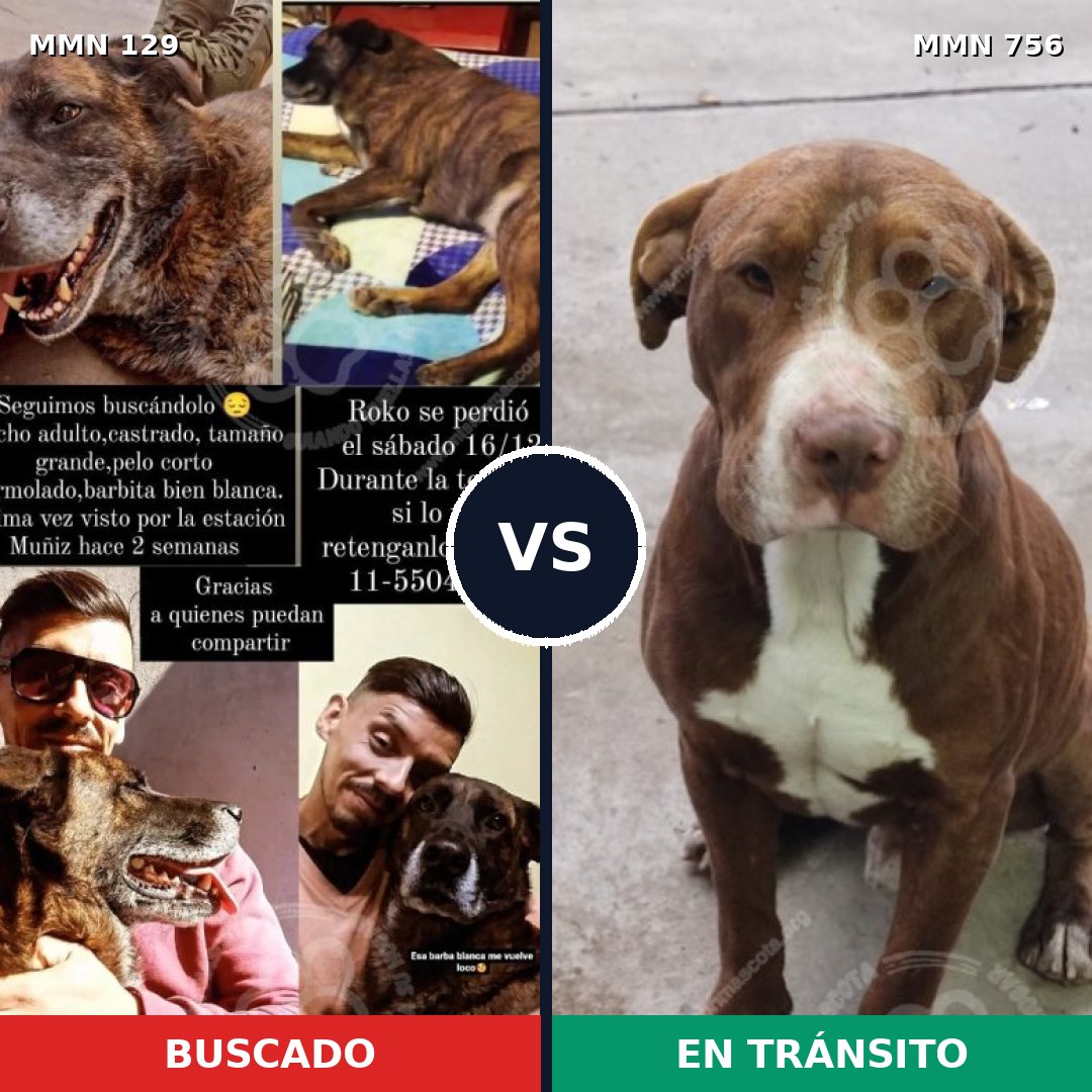 Comparativa MMS 12065: mascota perdida y mascota encontrada, 50% de similitud