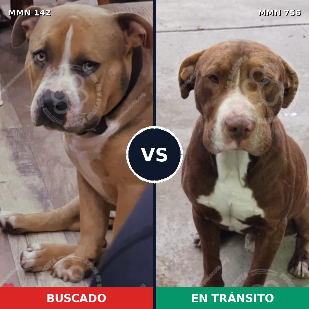 Comparativa MMS 12066: mascota perdida y mascota encontrada, 60% de similitud