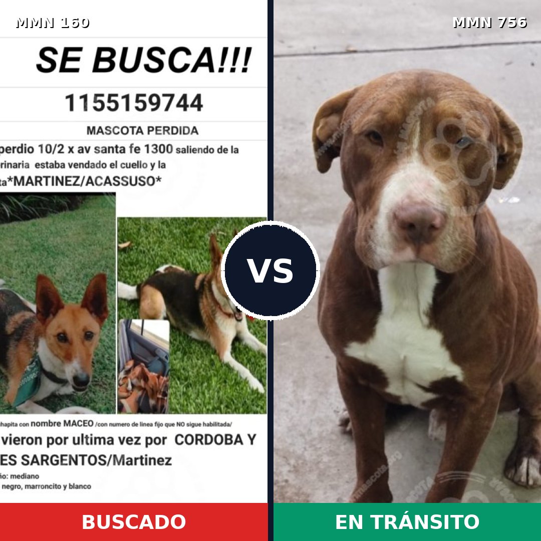 Comparativa MMS 12069: mascota perdida y mascota encontrada, 10% de similitud