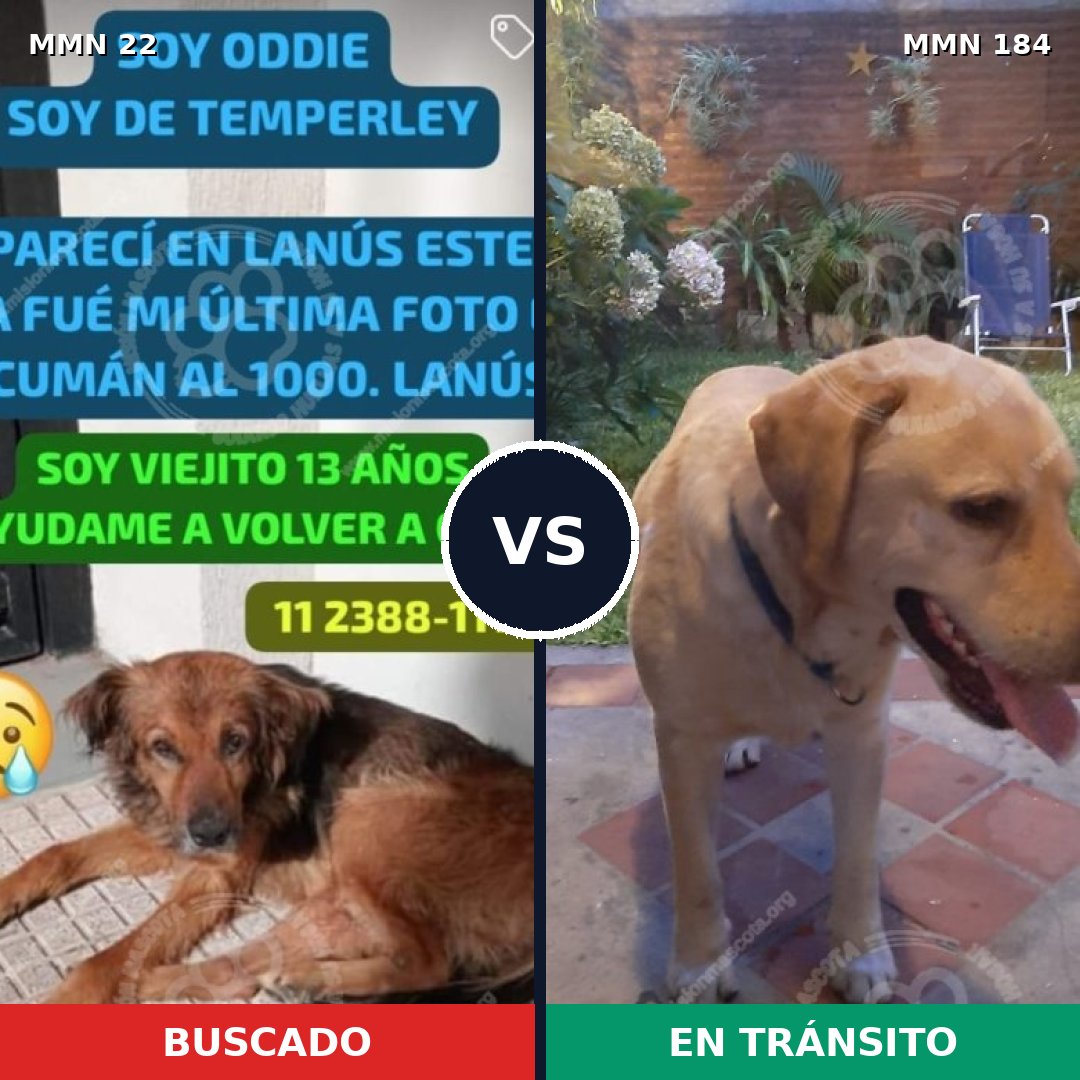 Comparativa MMS 1207: mascota perdida y mascota encontrada, 58% de similitud