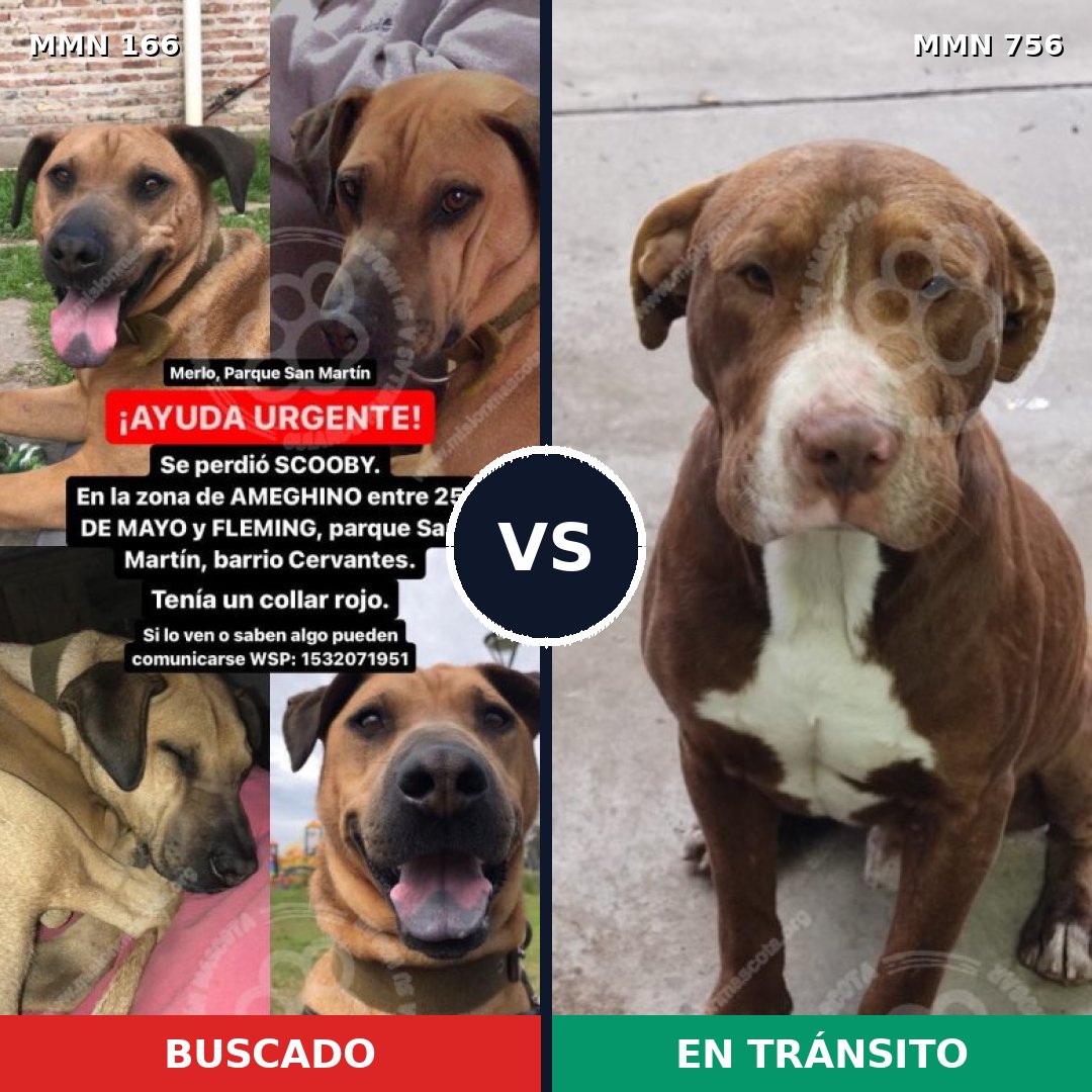 Comparativa MMS 12071: mascota perdida y mascota encontrada, 61% de similitud