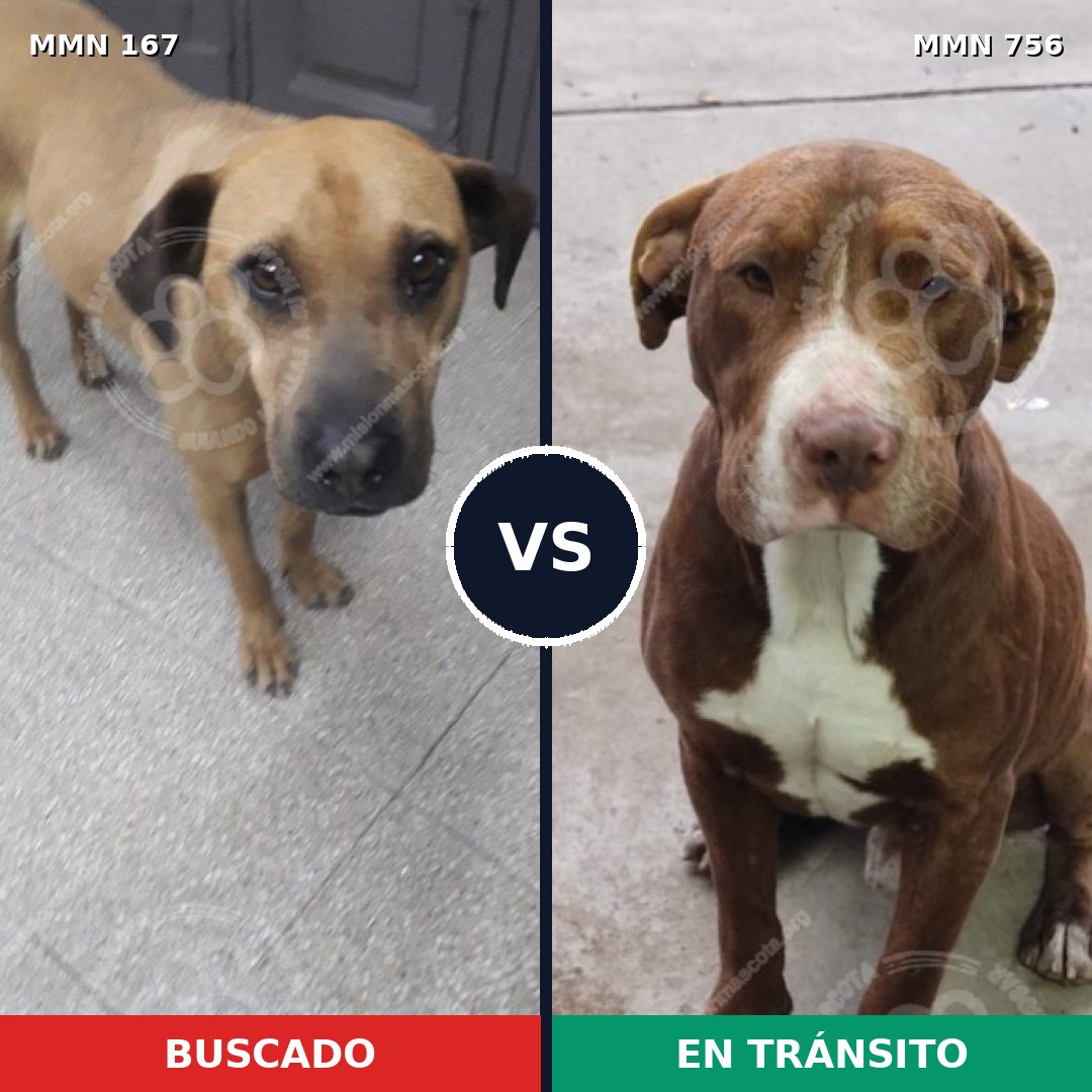 Comparativa MMS 12072: mascota perdida y mascota encontrada, 64% de similitud