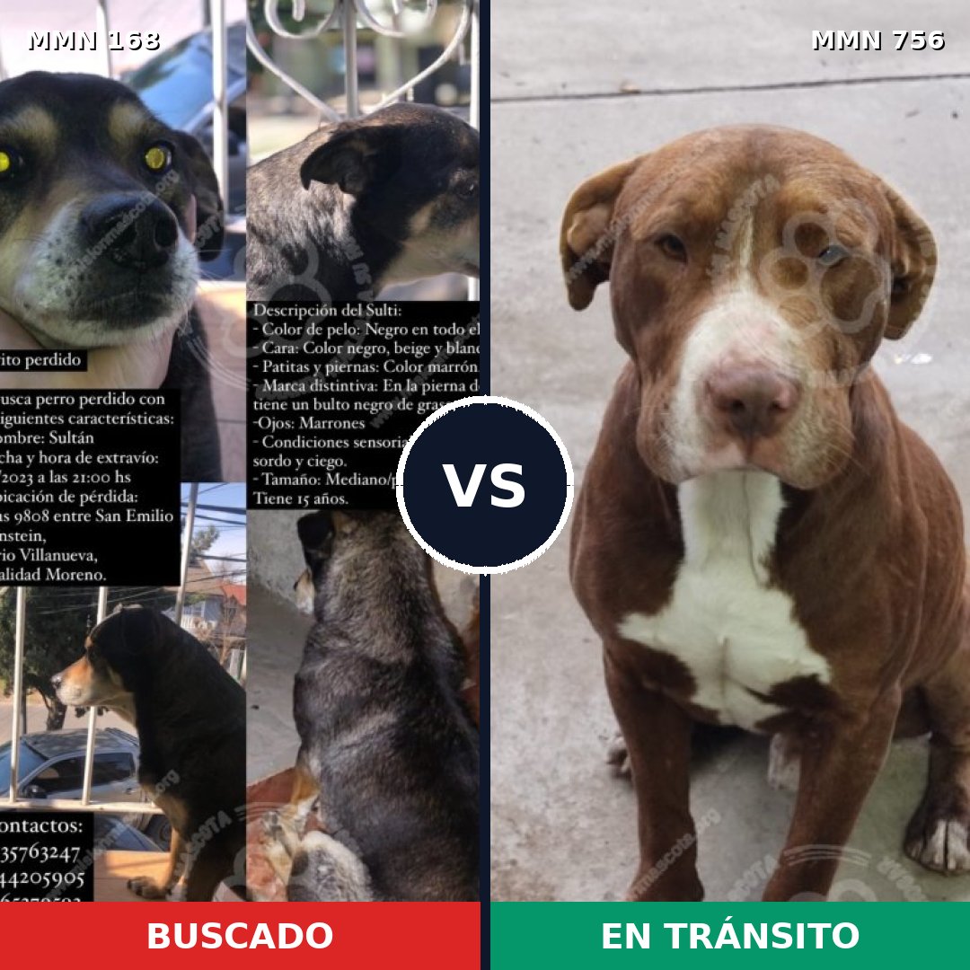 Comparativa MMS 12073: mascota perdida y mascota encontrada, 15% de similitud