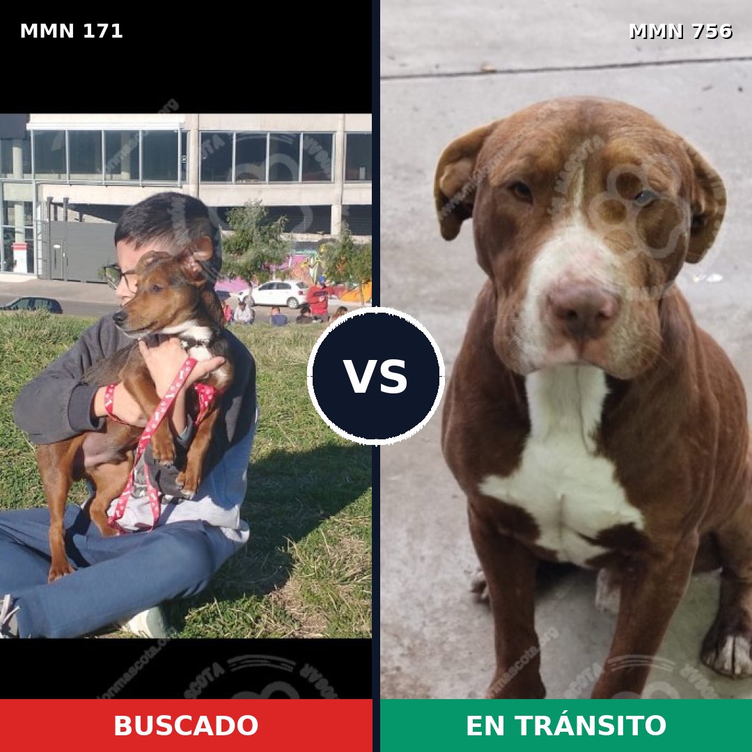 Comparativa MMS 12074: mascota perdida y mascota encontrada, 23% de similitud