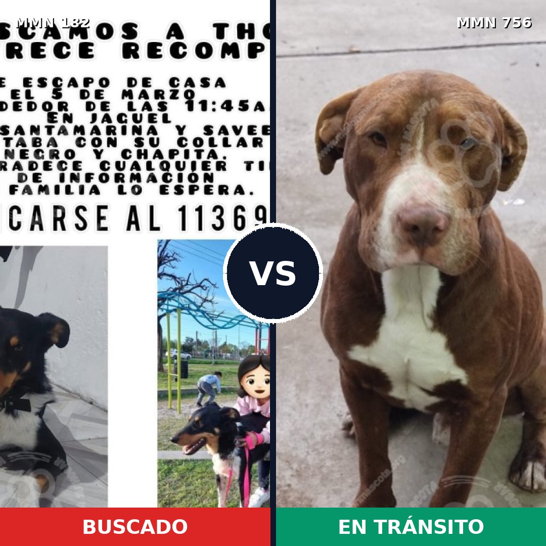 Comparativa MMS 12075: mascota perdida y mascota encontrada, 20% de similitud