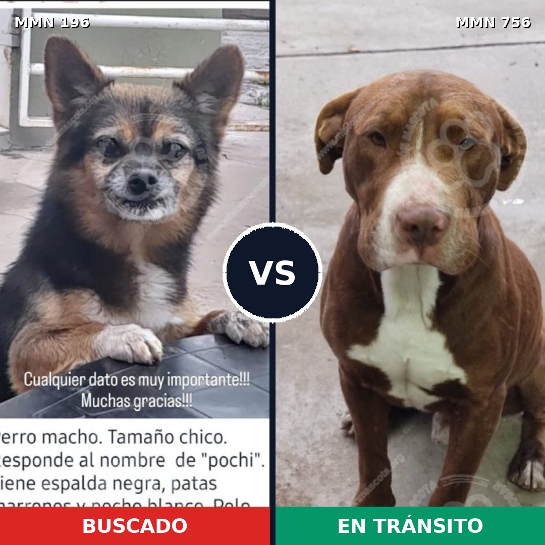Comparativa MMS 12076: mascota perdida y mascota encontrada, 9% de similitud