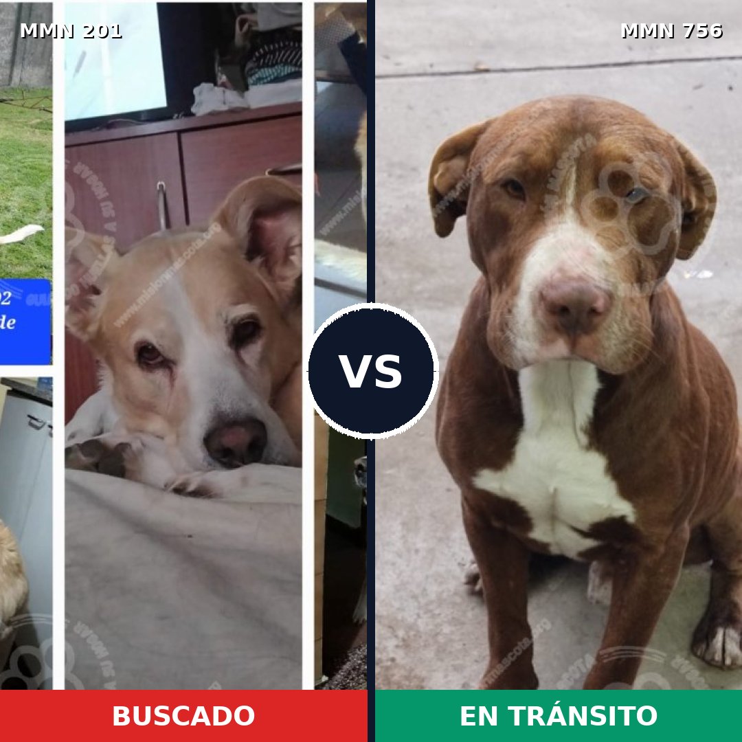 Comparativa MMS 12078: mascota perdida y mascota encontrada, 46% de similitud