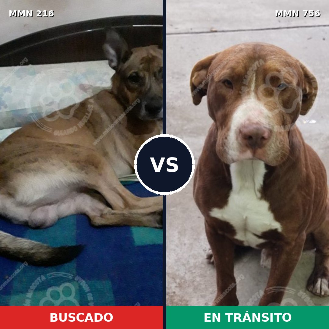 Comparativa MMS 12079: mascota perdida y mascota encontrada, 12% de similitud