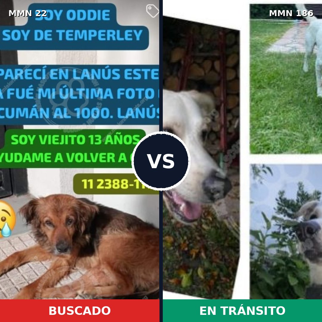 Comparativa MMS 1208: mascota perdida y mascota encontrada, 60% de similitud