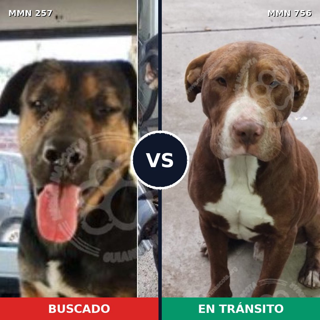 Comparativa MMS 12081: mascota perdida y mascota encontrada, 49% de similitud