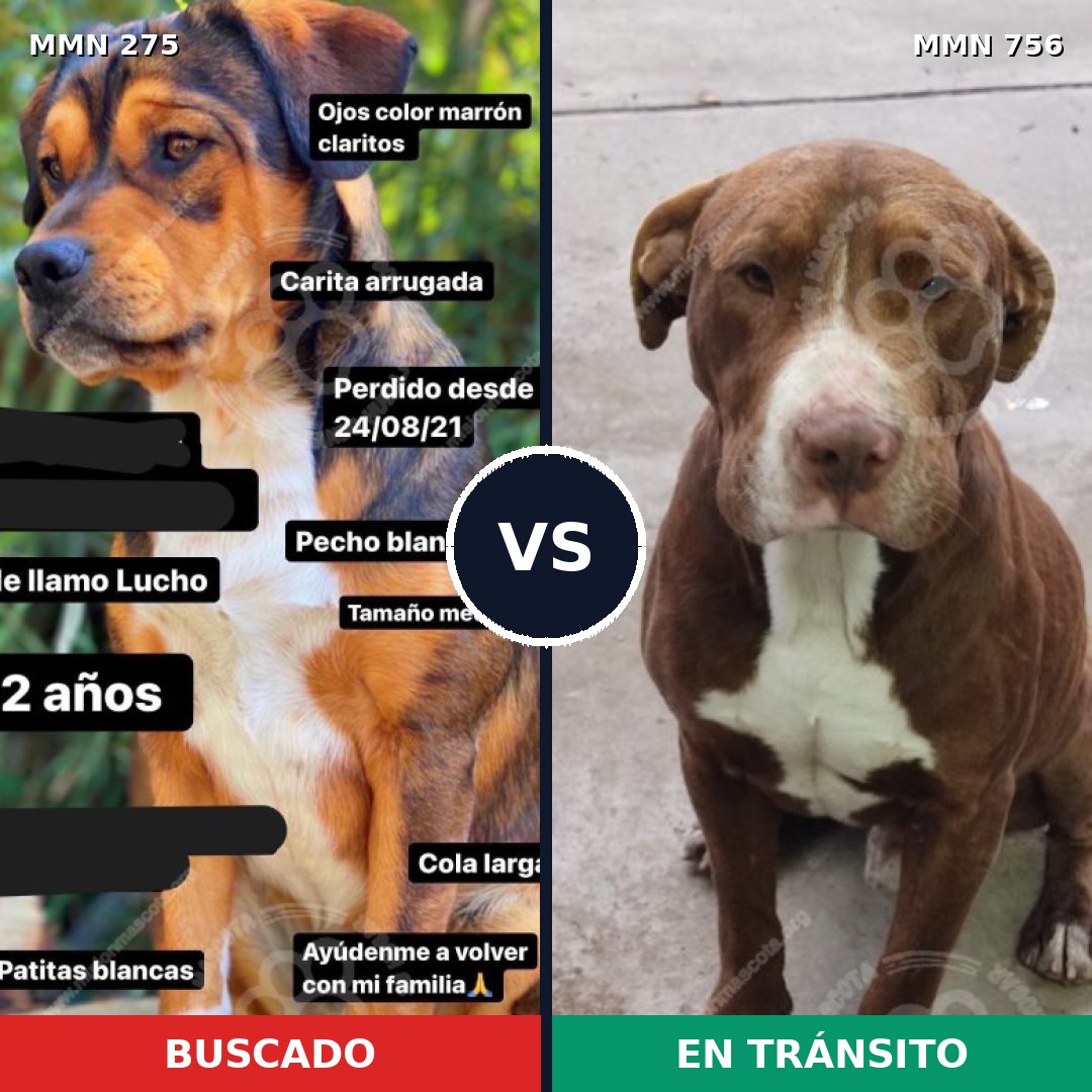 Comparativa MMS 12082: mascota perdida y mascota encontrada, 8% de similitud