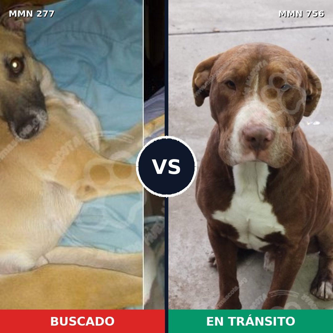 Comparativa MMS 12083: mascota perdida y mascota encontrada, 21% de similitud