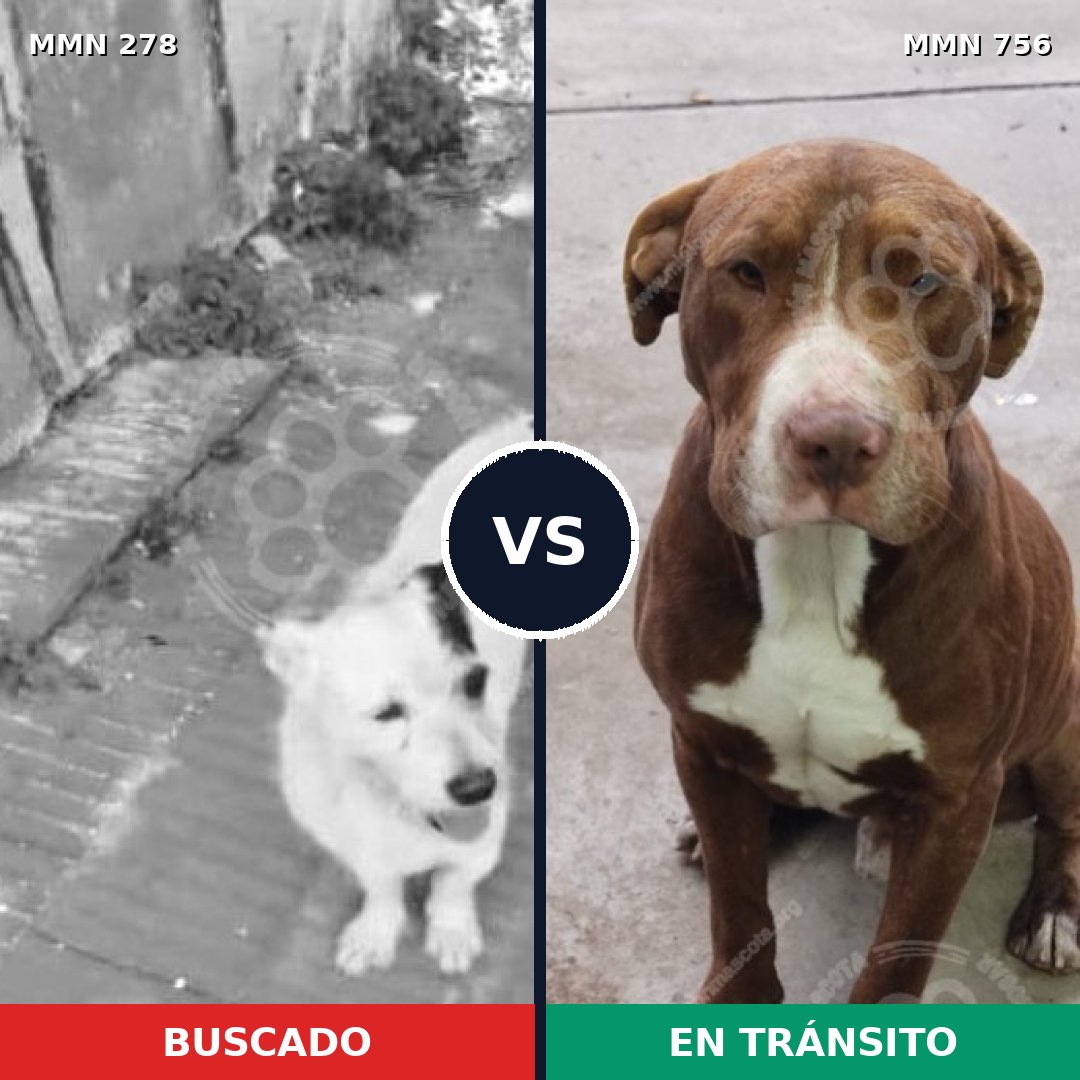 Comparativa MMS 12084: mascota perdida y mascota encontrada, 21% de similitud