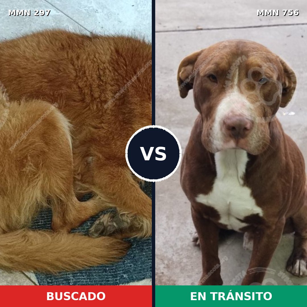 Comparativa MMS 12086: mascota perdida y mascota encontrada, 7% de similitud