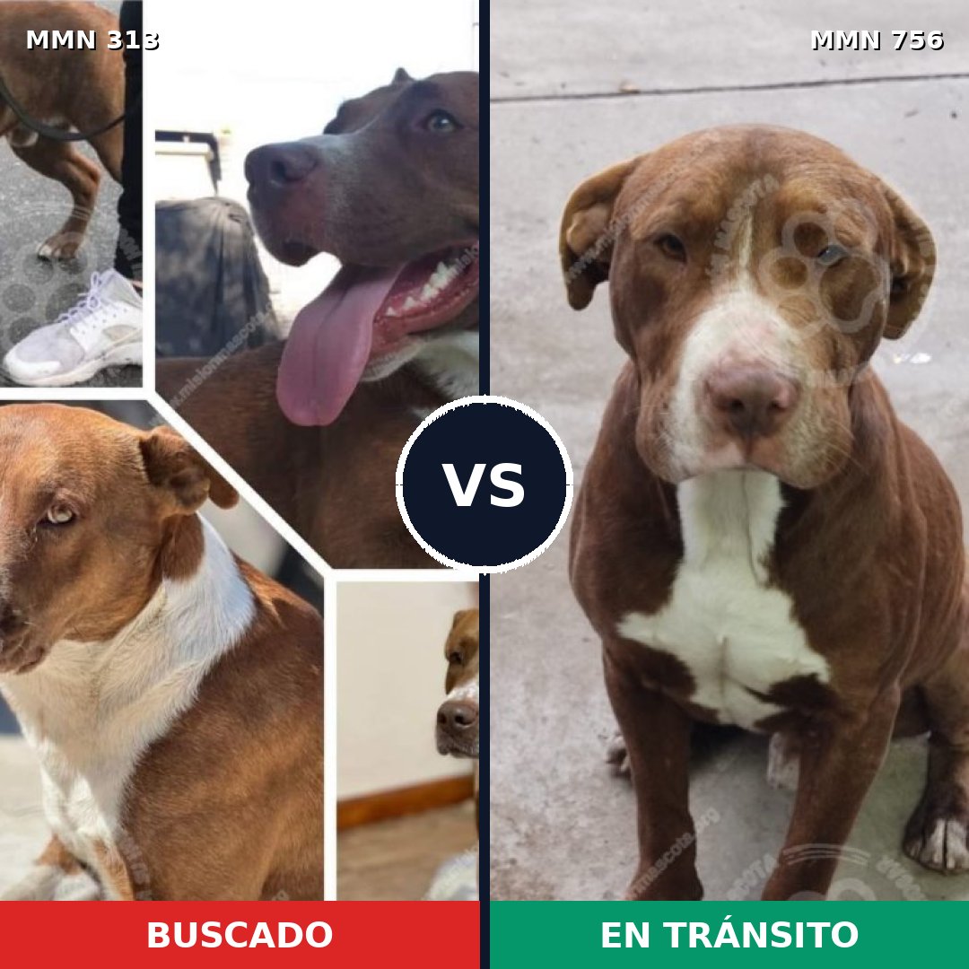Comparativa MMS 12089: mascota perdida y mascota encontrada, 25% de similitud
