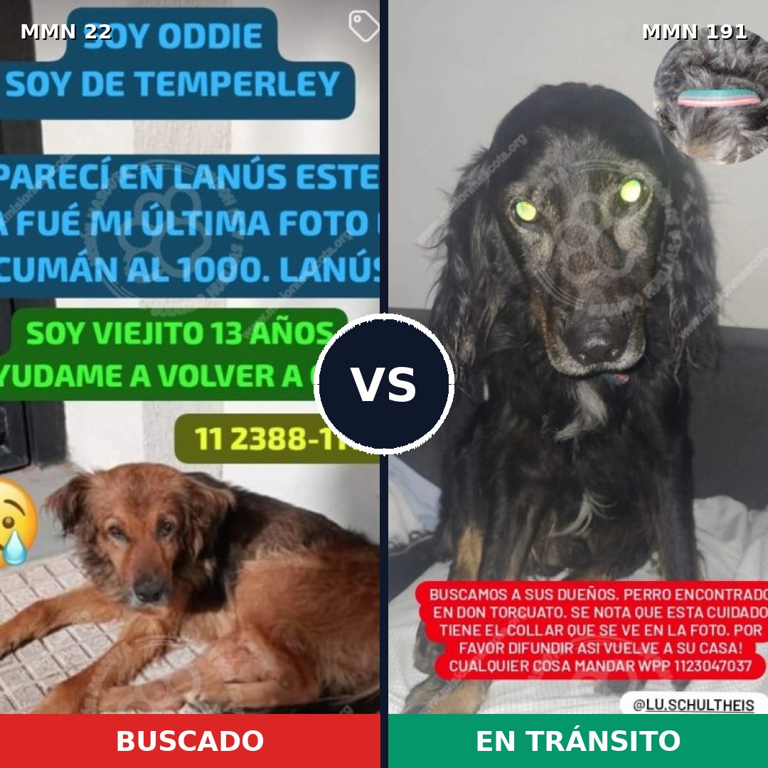 Comparativa MMS 1209: mascota perdida y mascota encontrada, 77% de similitud