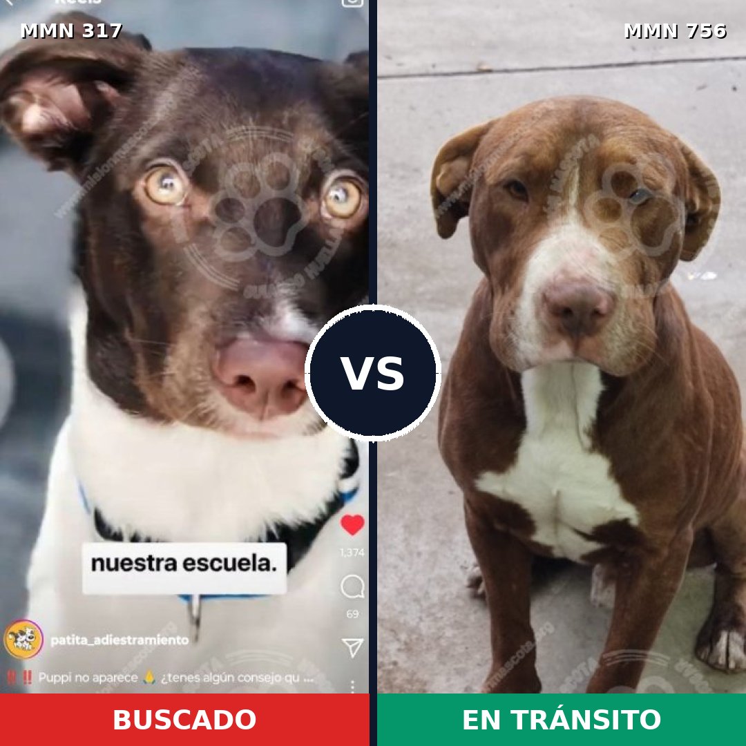 Comparativa MMS 12090: mascota perdida y mascota encontrada, 80% de similitud