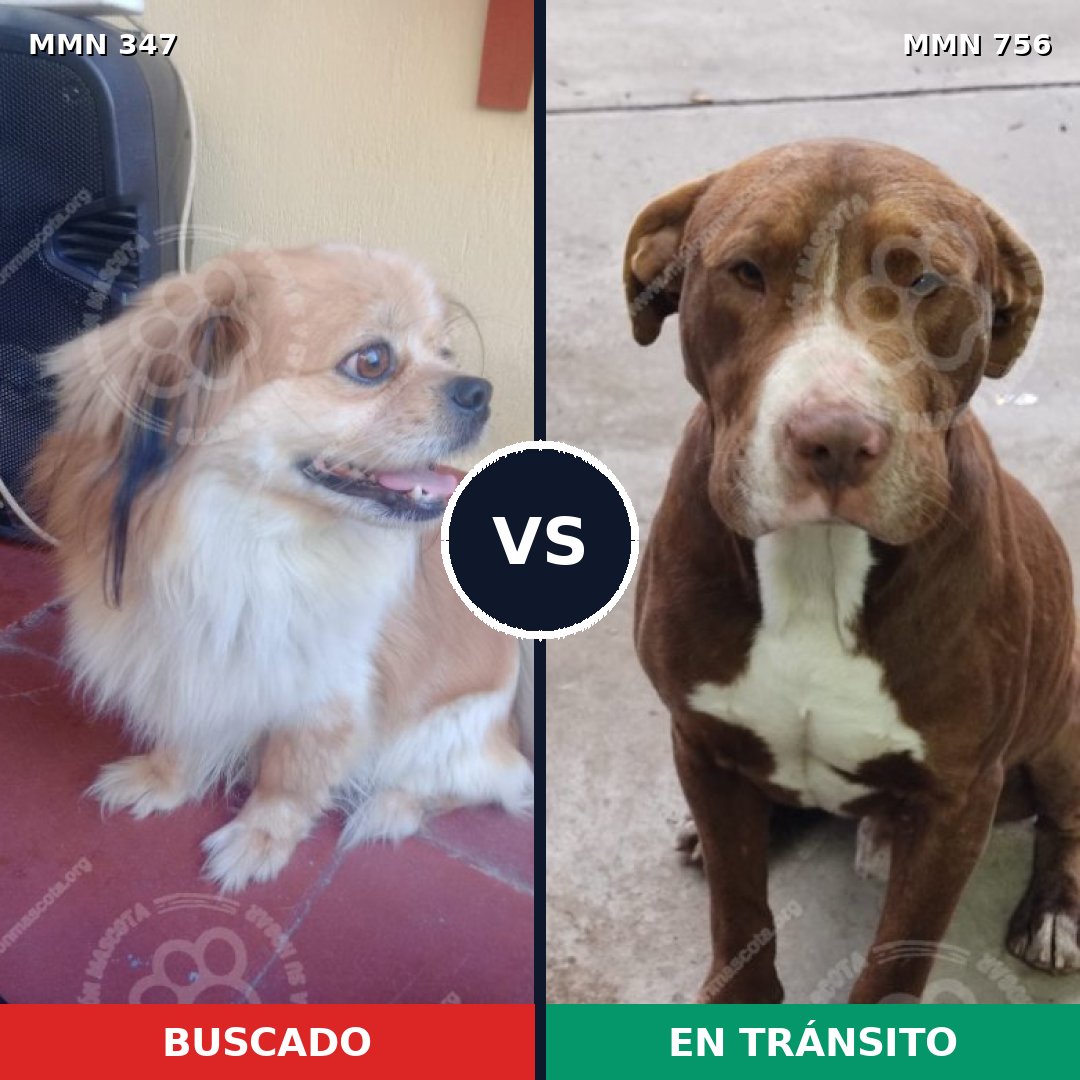 Comparativa MMS 12092: mascota perdida y mascota encontrada, 29% de similitud