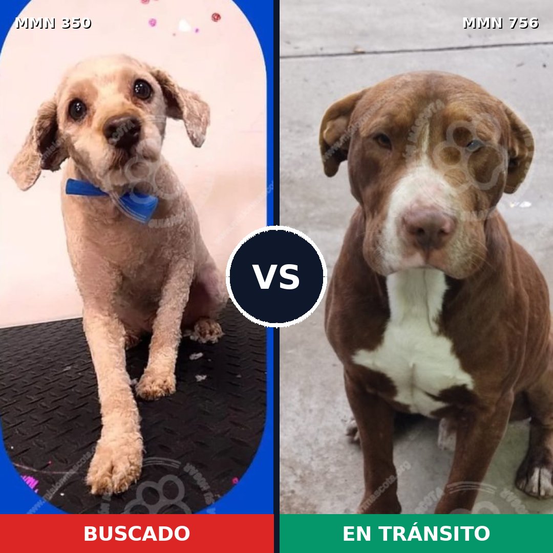 Comparativa MMS 12093: mascota perdida y mascota encontrada, 34% de similitud