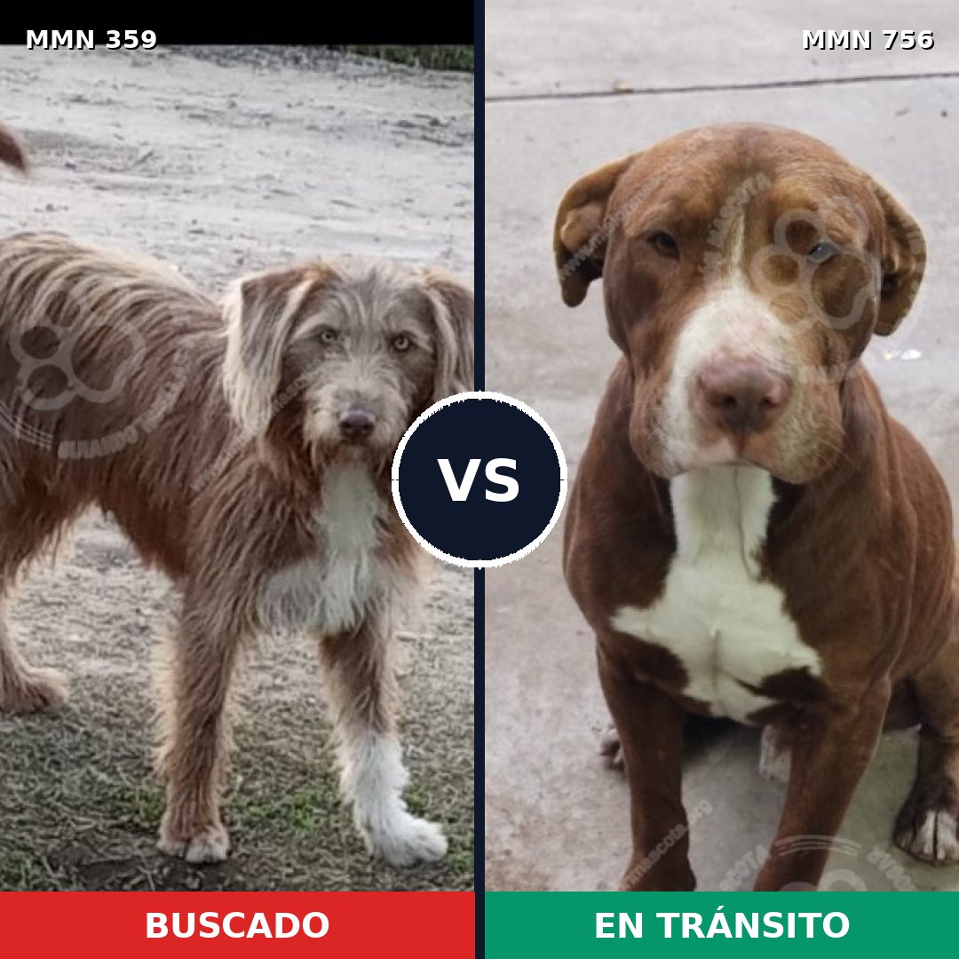 Comparativa MMS 12096: mascota perdida y mascota encontrada, 63% de similitud