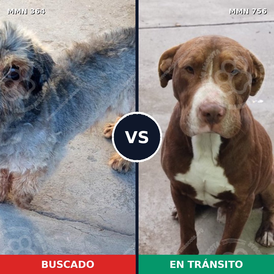 Comparativa MMS 12097: mascota perdida y mascota encontrada, 16% de similitud