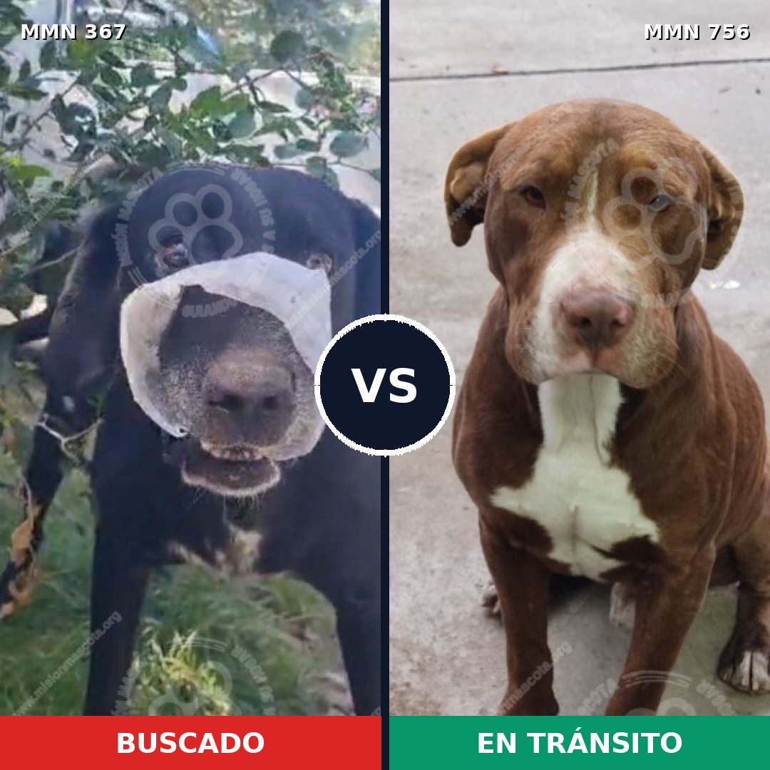 Comparativa MMS 12098: mascota perdida y mascota encontrada, 31% de similitud