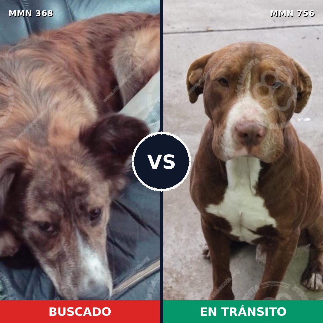 Comparativa MMS 12099: mascota perdida y mascota encontrada, 29% de similitud