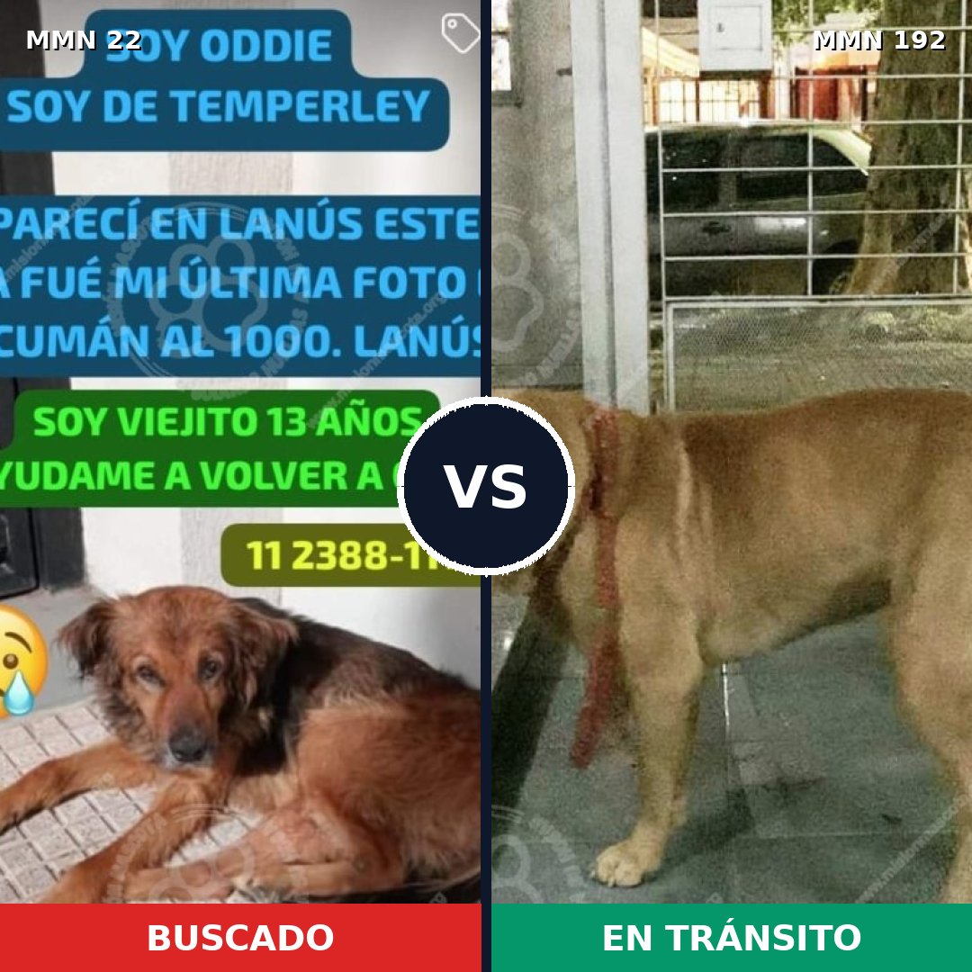 Comparativa MMS 1210: mascota perdida y mascota encontrada, 58% de similitud