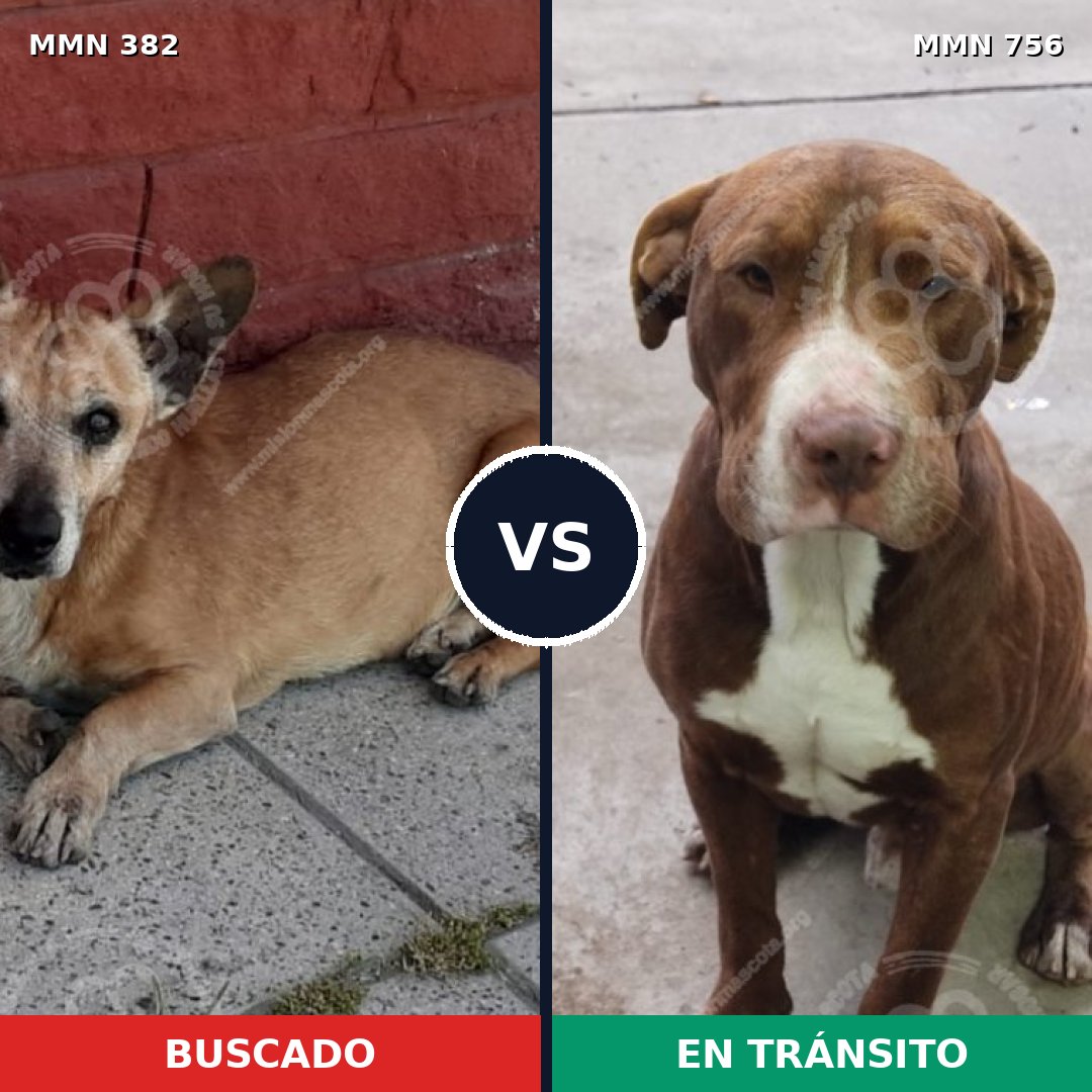 Comparativa MMS 12100: mascota perdida y mascota encontrada, 31% de similitud