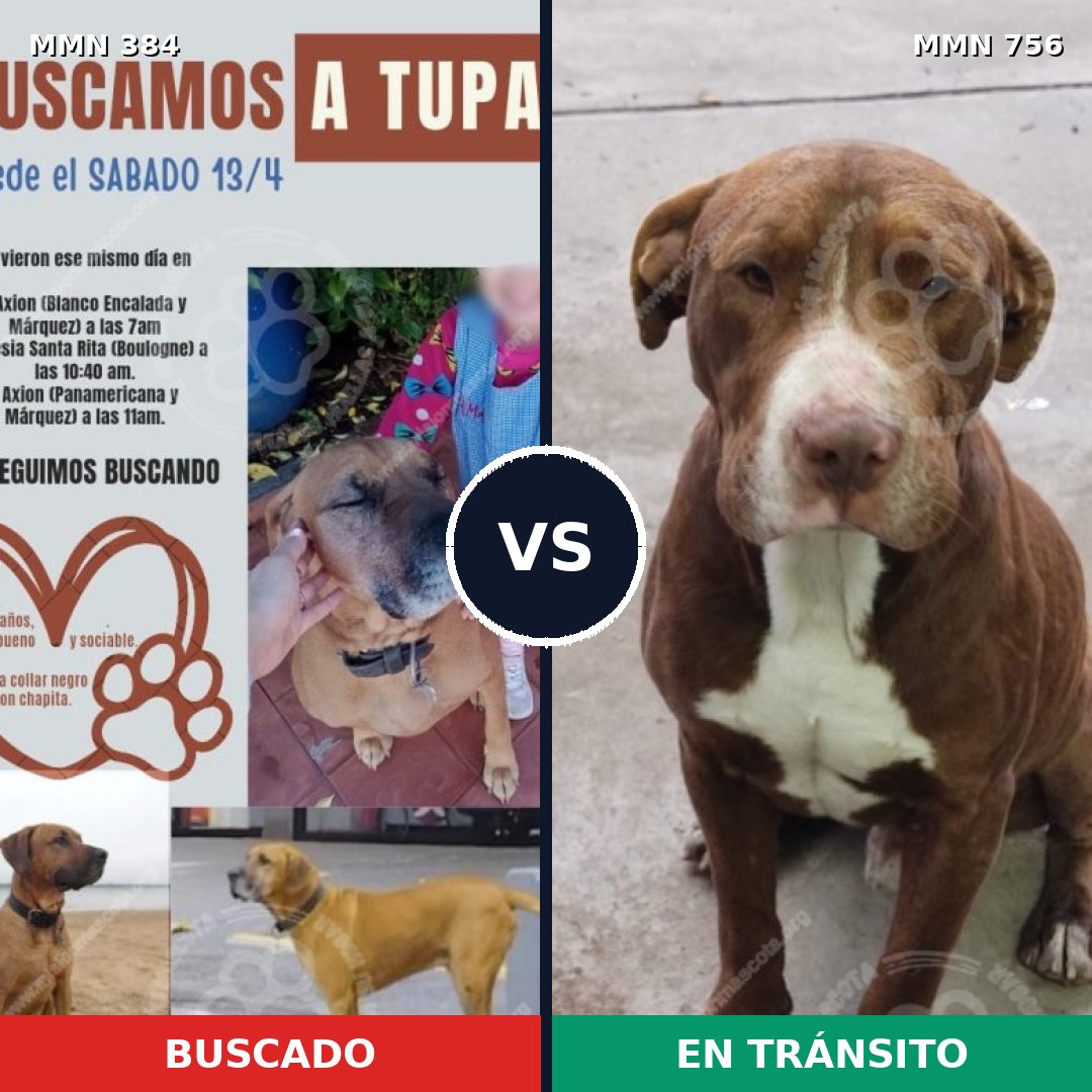 Comparativa MMS 12101: mascota perdida y mascota encontrada, 67% de similitud