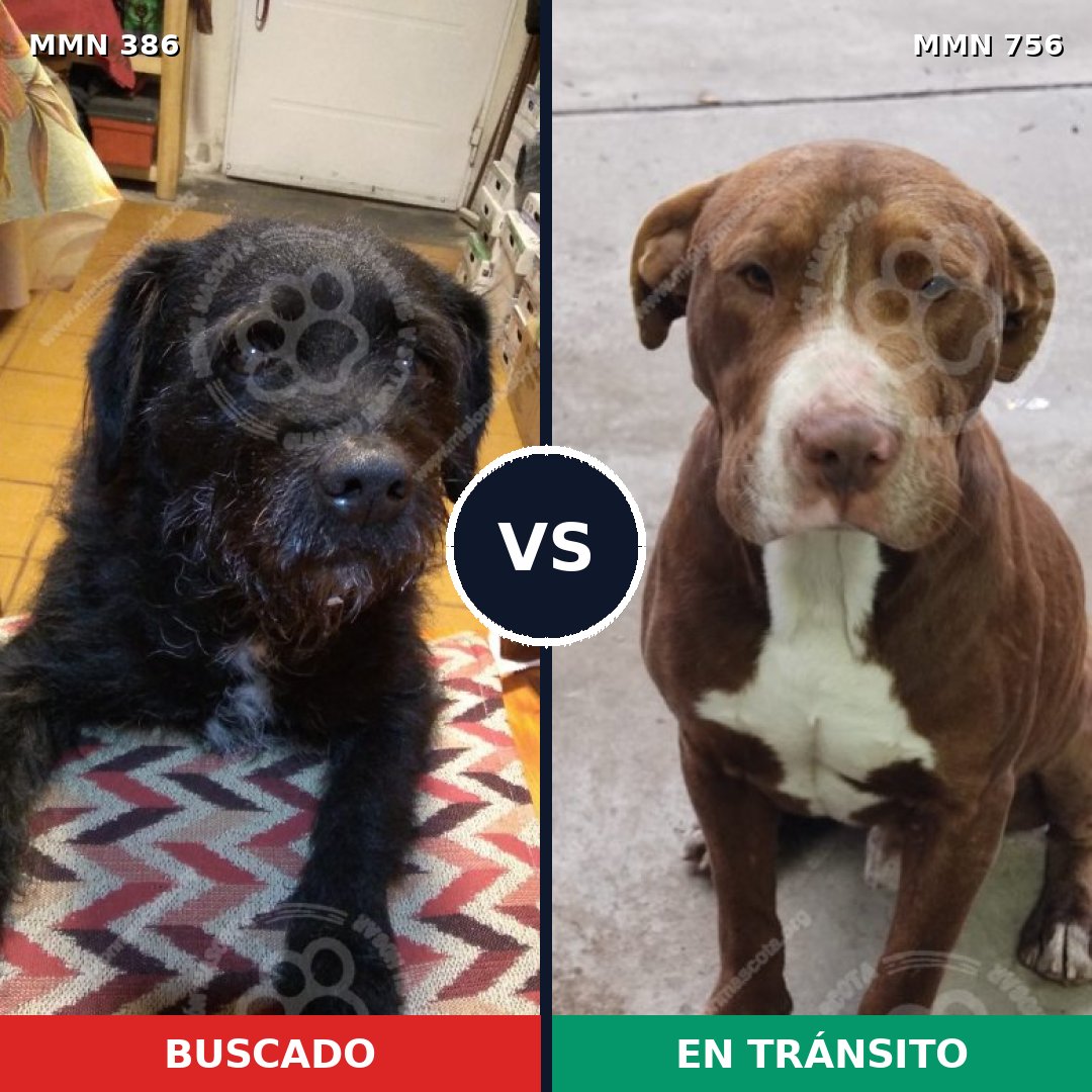 Comparativa MMS 12102: mascota perdida y mascota encontrada, 41% de similitud