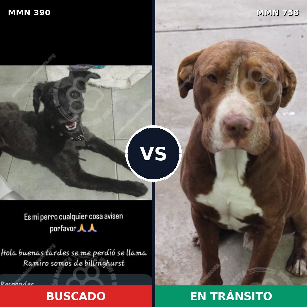 Comparativa MMS 12103: mascota perdida y mascota encontrada, 34% de similitud