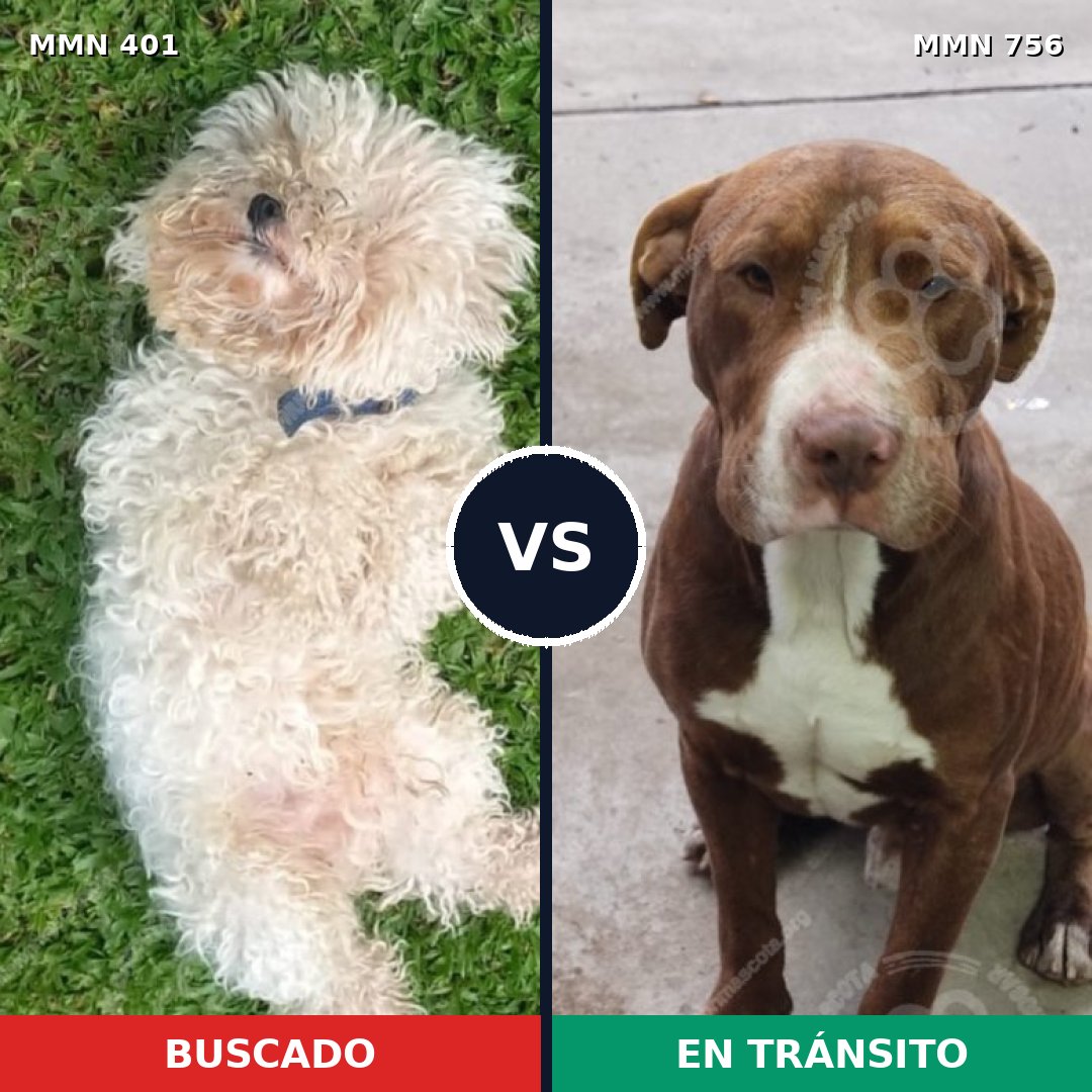 Comparativa MMS 12104: mascota perdida y mascota encontrada, 23% de similitud