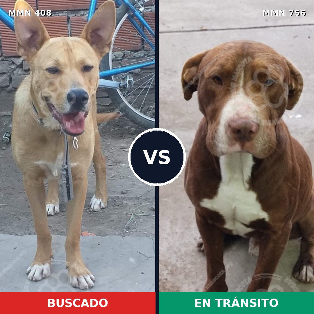 Comparativa MMS 12105: mascota perdida y mascota encontrada, 72% de similitud