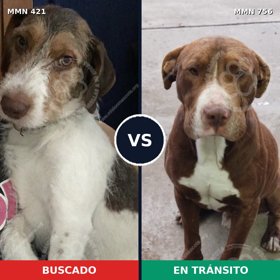 Comparativa MMS 12107: mascota perdida y mascota encontrada, 39% de similitud