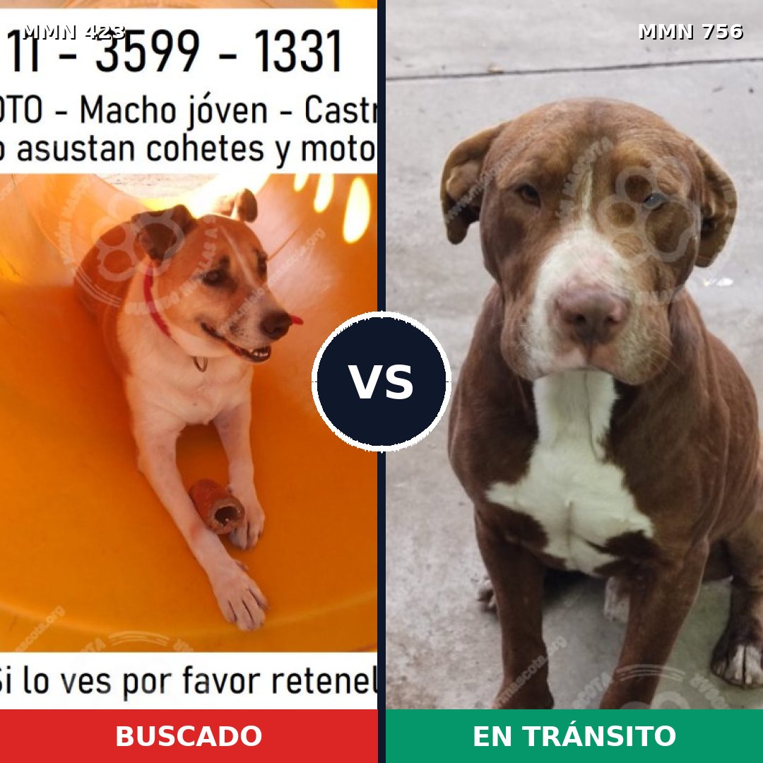 Comparativa MMS 12108: mascota perdida y mascota encontrada, 43% de similitud