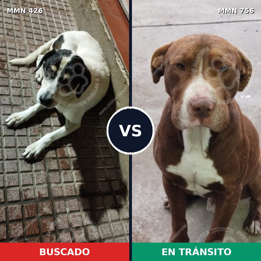 Comparativa MMS 12109: mascota perdida y mascota encontrada, 31% de similitud