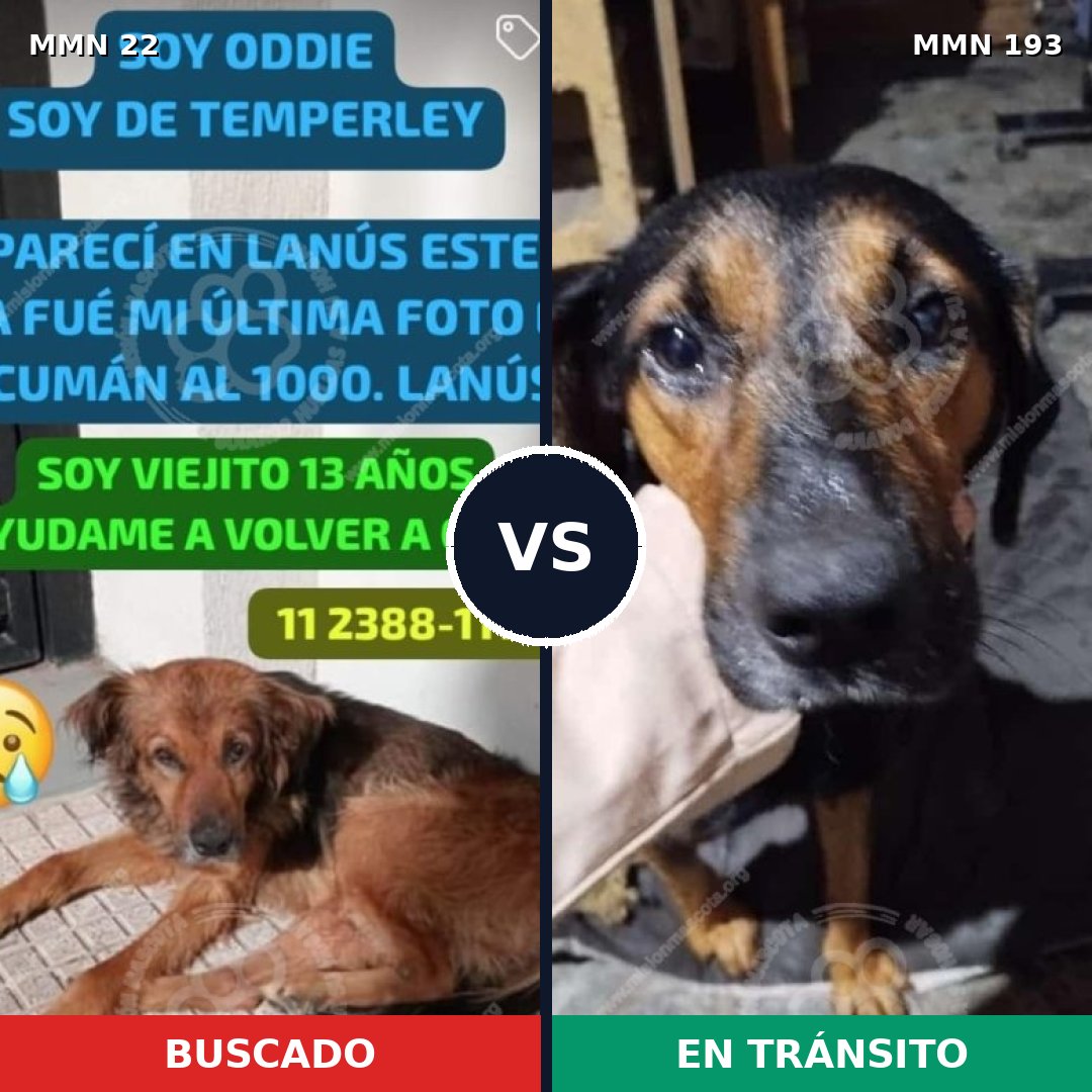 Comparativa MMS 1211: mascota perdida y mascota encontrada, 75% de similitud