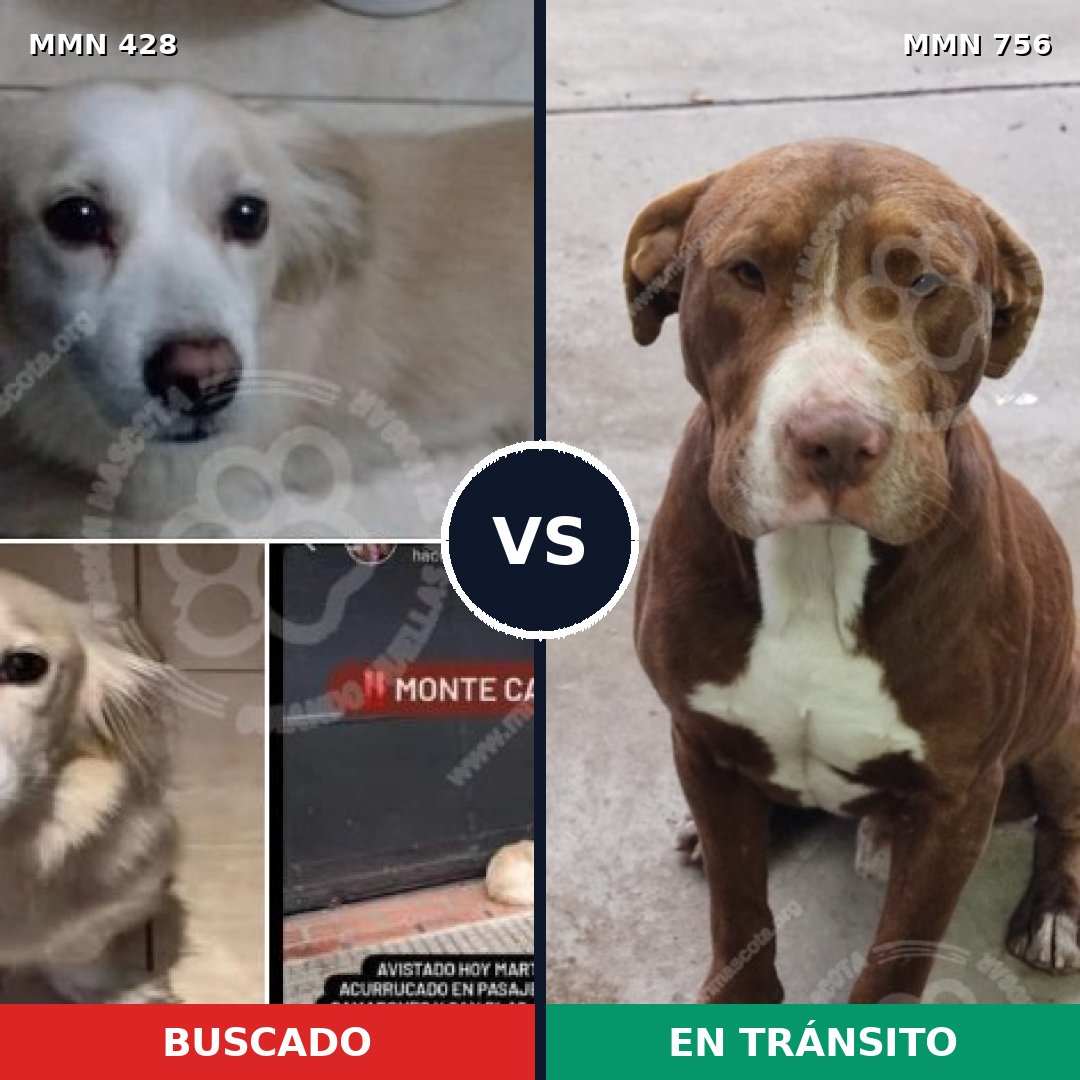 Comparativa MMS 12110: mascota perdida y mascota encontrada, 29% de similitud
