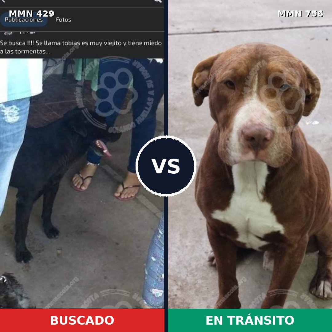 Comparativa MMS 12111: mascota perdida y mascota encontrada, 16% de similitud
